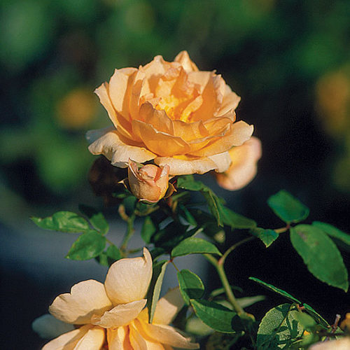 The Sweet Southern Noisette Rose