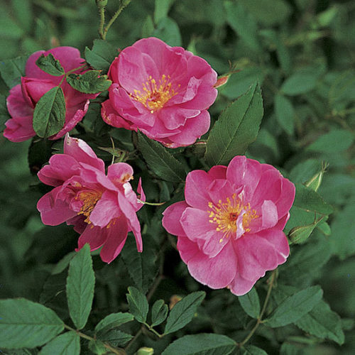 Image of Swamp rose