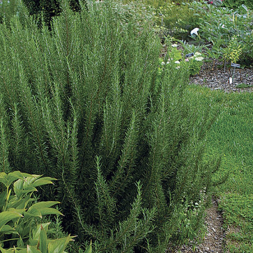 Image of Rosemary evergreen shrub