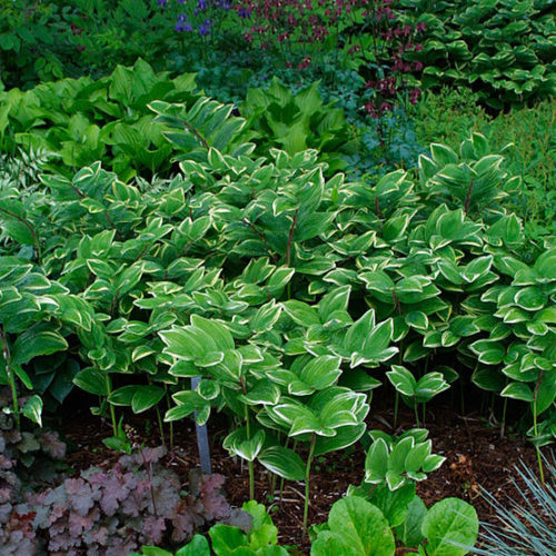 Solomon deals seal plant