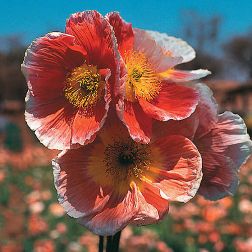 Iceland Poppy - Papaver nudicaule - Calyx Flowers, Inc