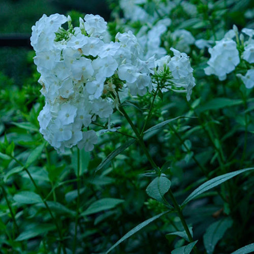 garden phlox