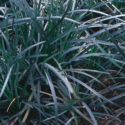 variegated mondo grass