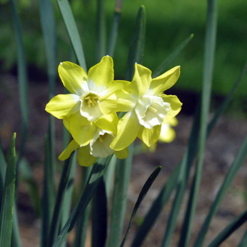 narcissus jonquilla