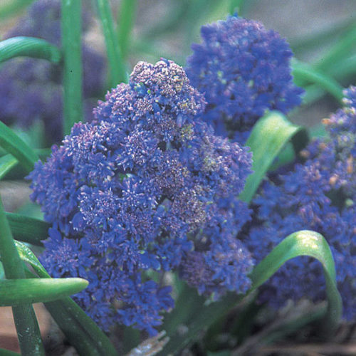 Blue magic' Grape hyacinth - FineGardening