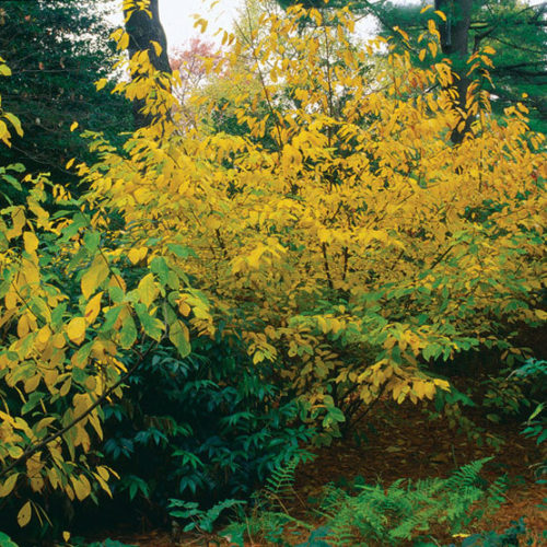 Image of spicebush shrub