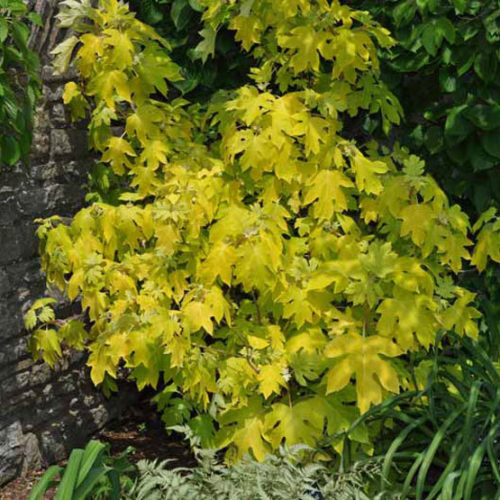 Image of Little honey hydrangea bushes