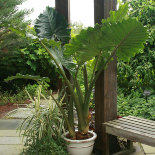 Alocasia Portora 'upright Elephant Ear' XL Live, 40% OFF