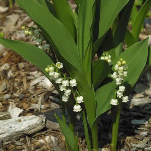 Lily of the valley, Fragrant Flowers, Shade-Loving Plant