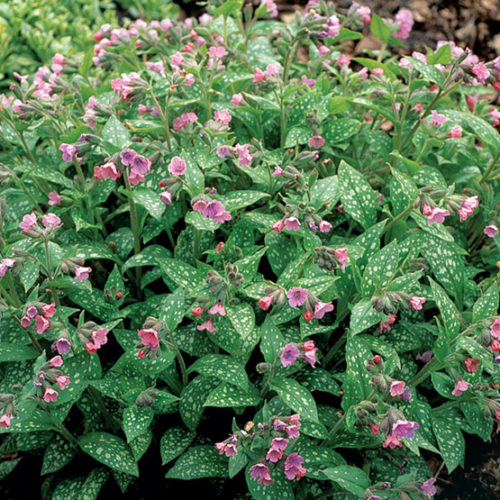 Pulmonaria saccharata 'Silver Streamers' Lungwort