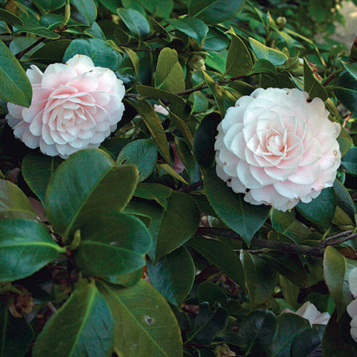 Japanese camellia - FineGardening