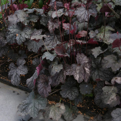 Velvet Night' coral bells - FineGardening