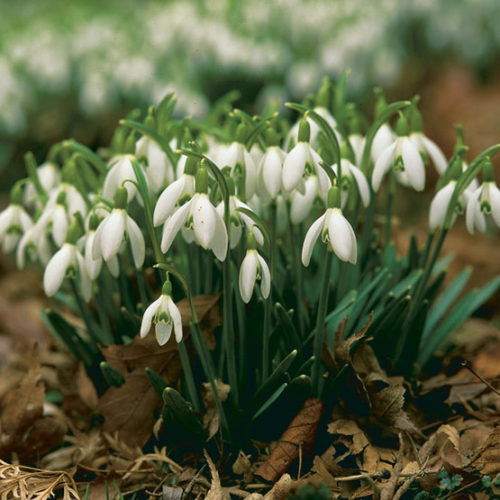 Snowdrop deals