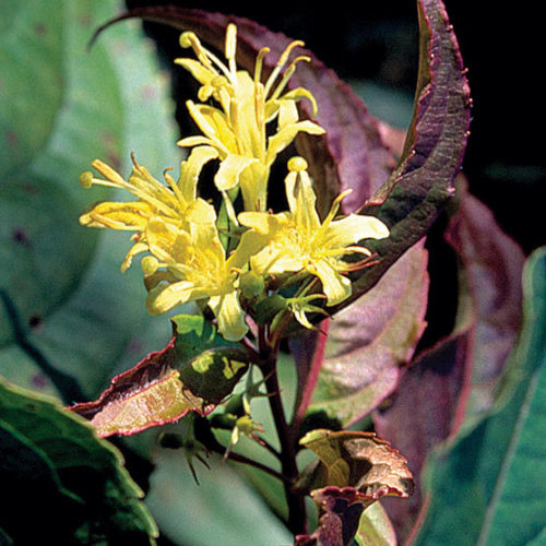 honeysuckle bush