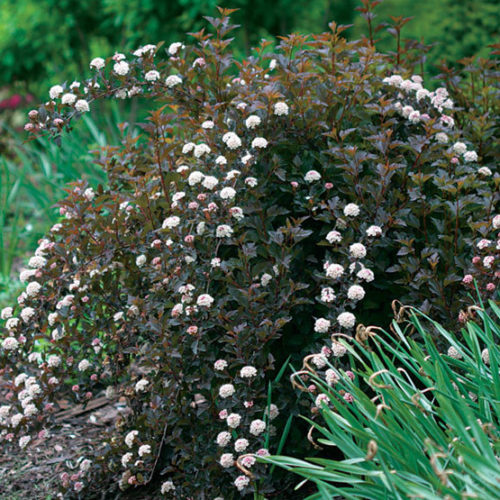 Image of Summer Wine Ninebark black shrub with green foliage