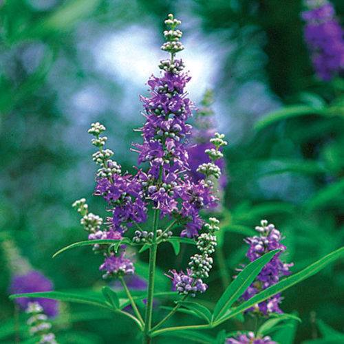 Broad-leaved chaste tree