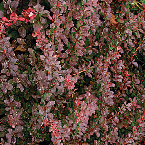 flowering thorny bushes