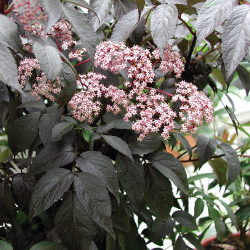 Black Beauty™ elderberry