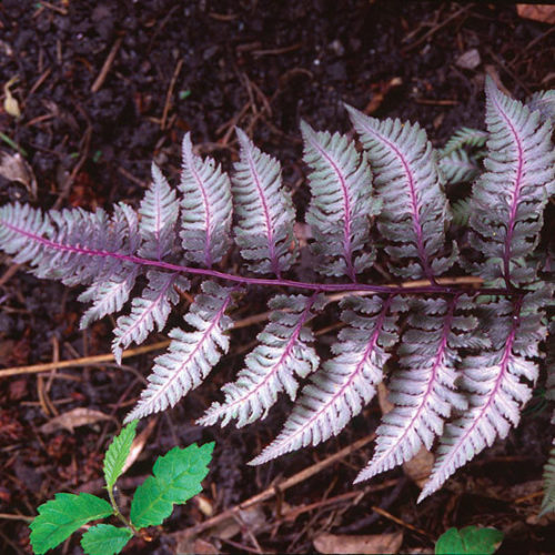 Athyrium 'Burgundy Lace'  TERRA NOVA® Nurseries, Inc.