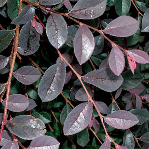 ‘Carolina Midnight’ loropetalum - Fine Gardening