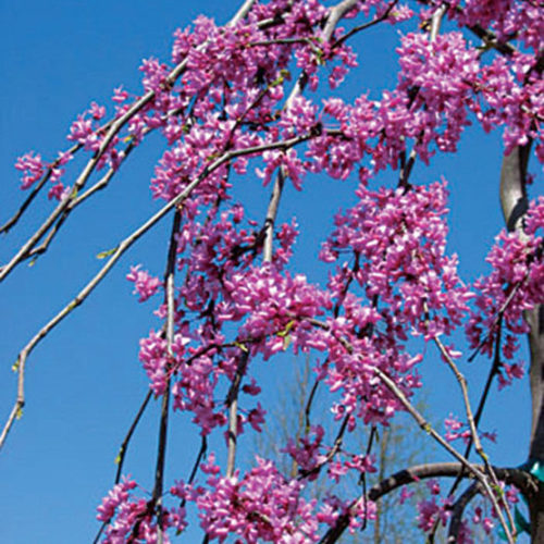 Lavender Twist Redbud - Cercis Candensis