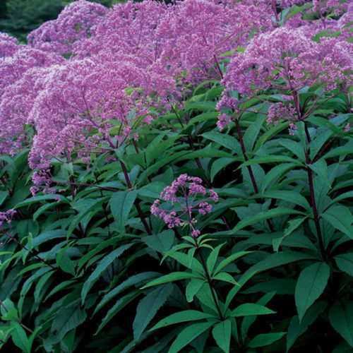 Eupatorium dubium Little Joe