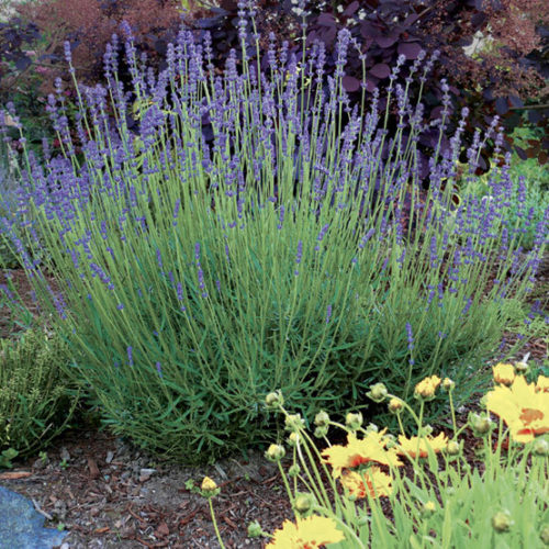 Lavandula angustifolia 'Royal Velvet' Culinary Lavender - Buy Online at  Annie's Annuals