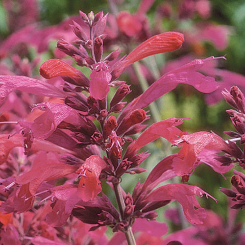  Mint Flowers