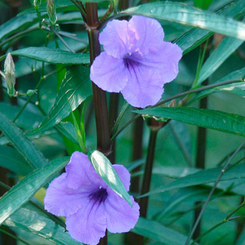 evergreen shrub with blue flowers