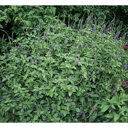 blue weed plant