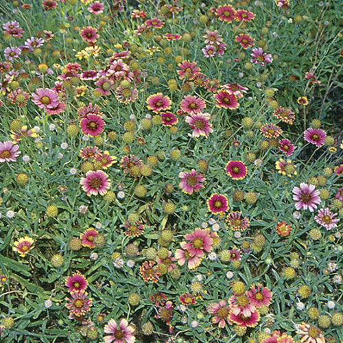 Blanket flower perennial or annual hot sale