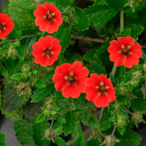 Image of Potentilla 'Gibson's Scarlet' flower