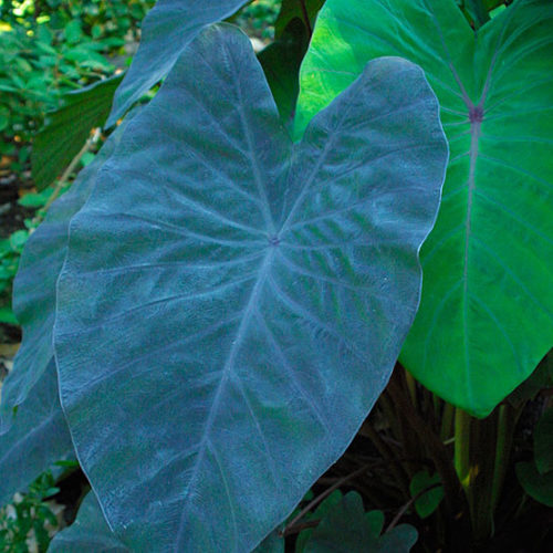 'Black Magic' elephant ear