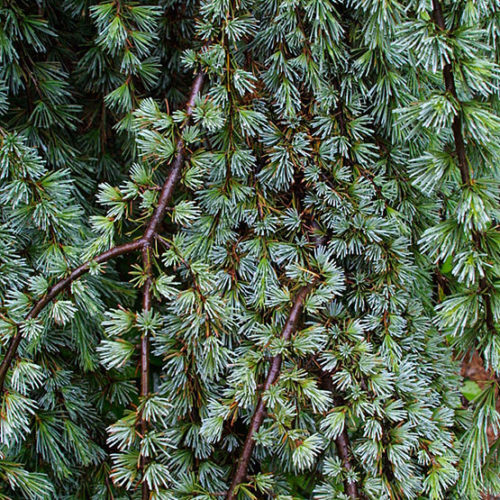 Blue Atlas Cedar Tree