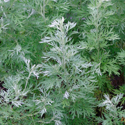 Artemisia annua (Sweet Wormwood) with green leaves and small