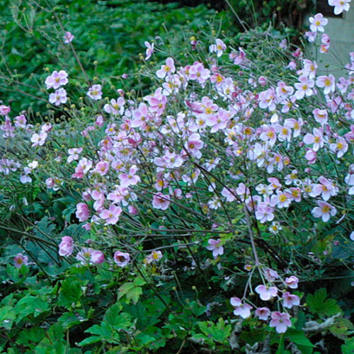 Anemone hupehensis var japonica 'Frilly Knickers' Japanese anemone Frilly  Knickers - saucer-shaped very pale pink double flowers with green centre  Stock Photo - Alamy