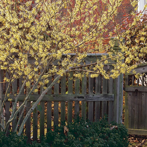 The Common American Native Witch Hazel: Hamamelis virginiana