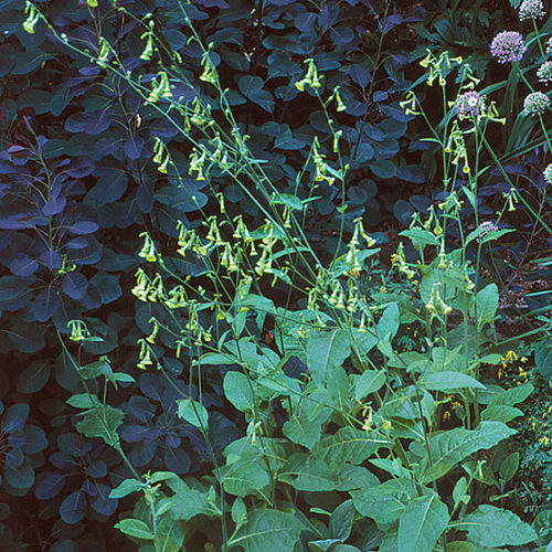 nicotiana langsdorffii