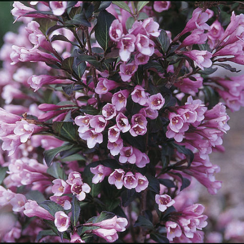 Image of Weigela (Weigela spp.) plant