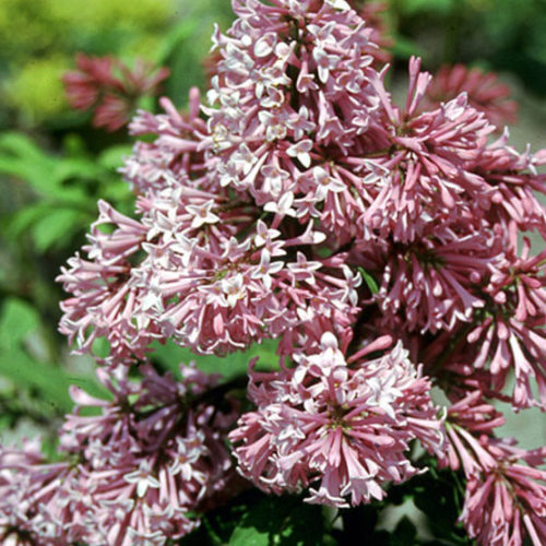 Miss Canada' Preston lilac - FineGardening