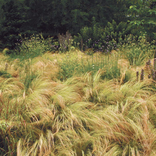 stipa tenuissima mexican feather grass