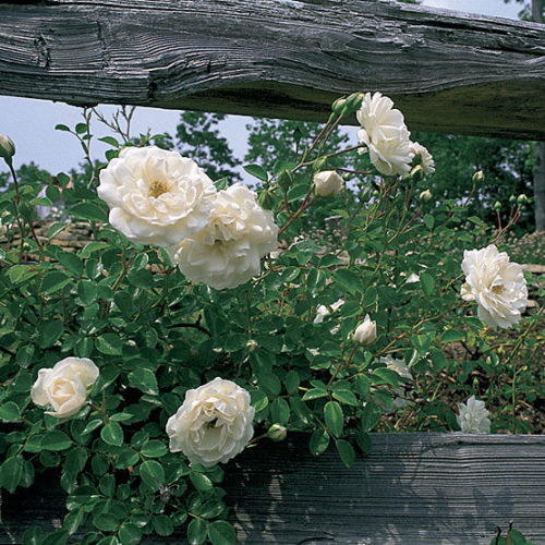 Prosperity' Hybrid musk rose - FineGardening