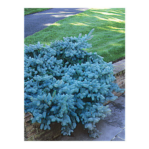 Colorado Blue Spruce, Picea pungens 'Glauca', Monrovia Plant