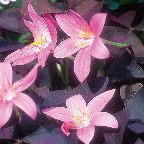 Pink Rain Lily