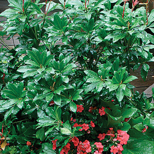 Image of Lily of the valley bush with green leaves