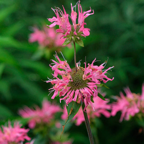 bee balm