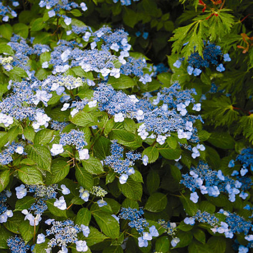 Image of Mountain hydrangea (Hydrangea macrophylla)