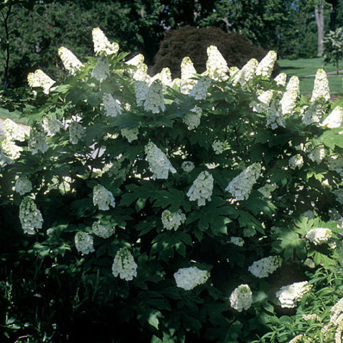 Image of Hydrangea quercifolia 'Snowflake' oakleaf hydrangea