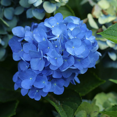 Image of Mathilda Gutges blue hydrangea