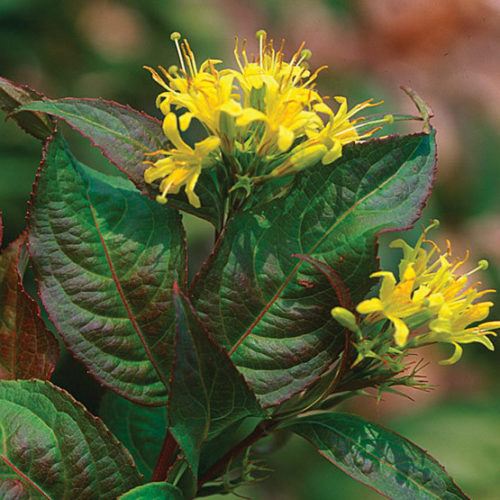 honeysuckle bush